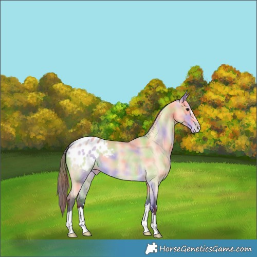 Horse Color:Nacre Buckskin Appaloosa 
