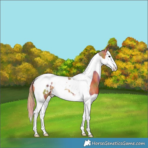 Horse Color:Nacre Chestnut Splash Tobiano Appaloosa