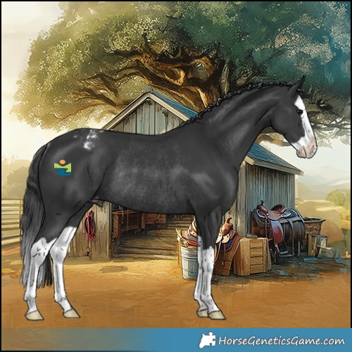 Horse Color:Black Splash Varnish Rabicano
