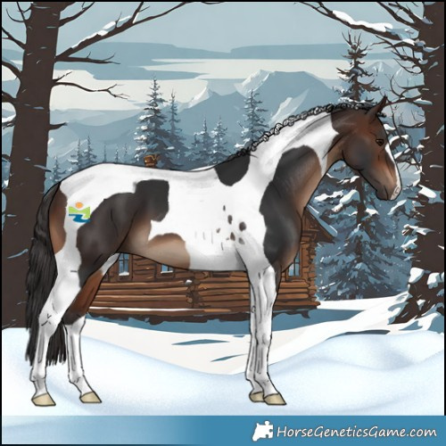 Horse Color:Brown Tobiano 