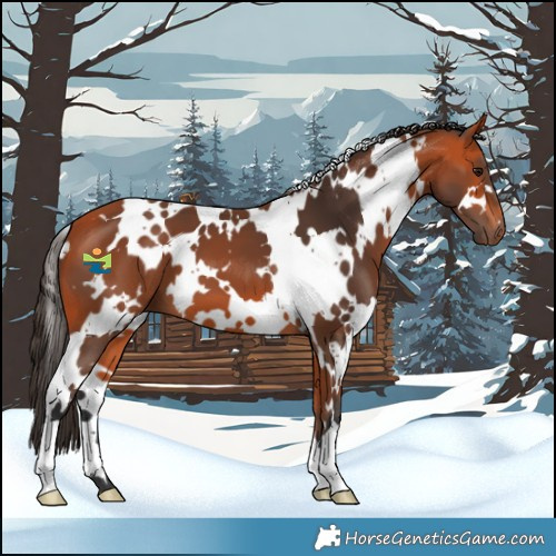 Horse Color:White Spotted Bay 