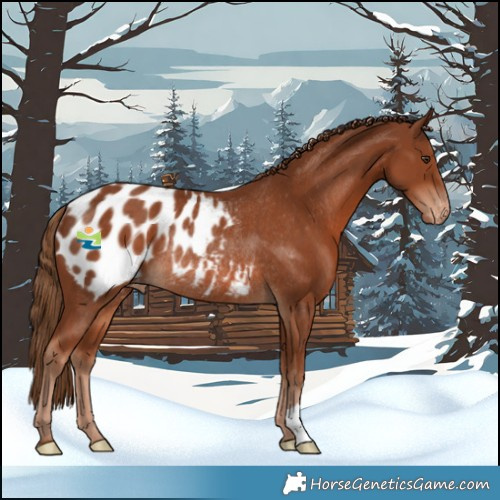 Horse Color:Chestnut Blanket Rabicano 