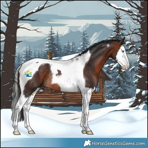 Horse Color:Bay Splash Tobiano Rabicano 