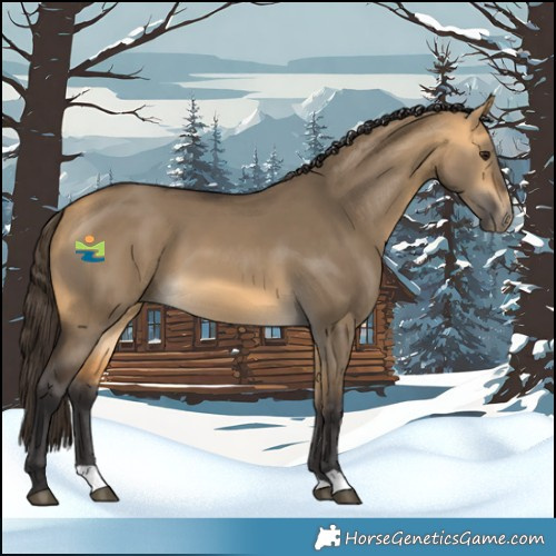 Horse Color:Buckskin Dun 