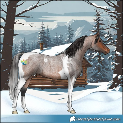Horse Color:Bay Roan Tobiano 