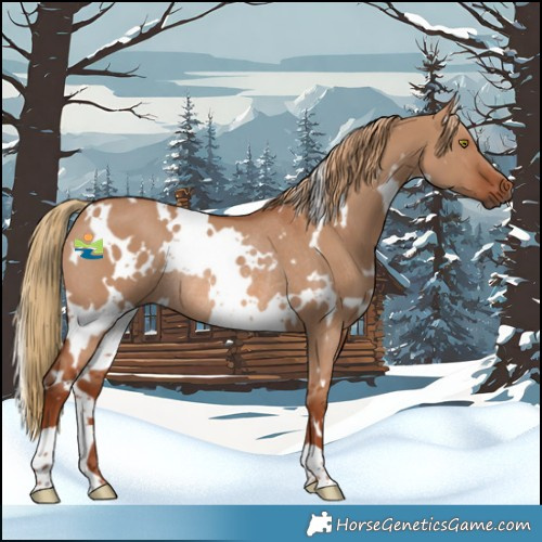 Horse Color:White Spotted Red Dun Rabicano 