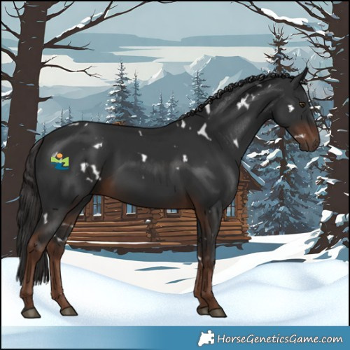 Horse Color:White Spotted Liver Chestnut Rabicano