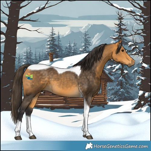 Horse Color:Buckskin Tobiano 