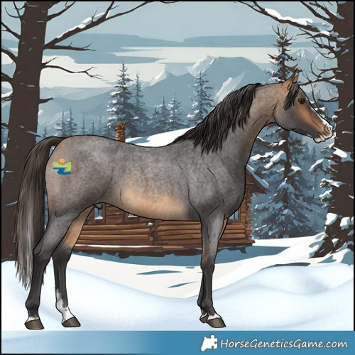 Horse Color:Buckskin Roan Splash Rabicano