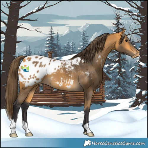 Horse Color:Buckskin Blanket 