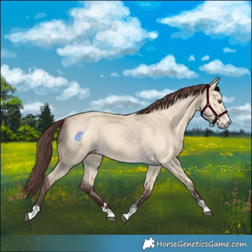 Horse Color:Chocolate Buckskin Dun 