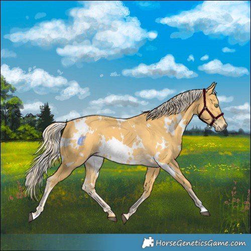 Horse Color:White Spotted Palomino 