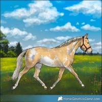 Horse Color:White Spotted Palomino