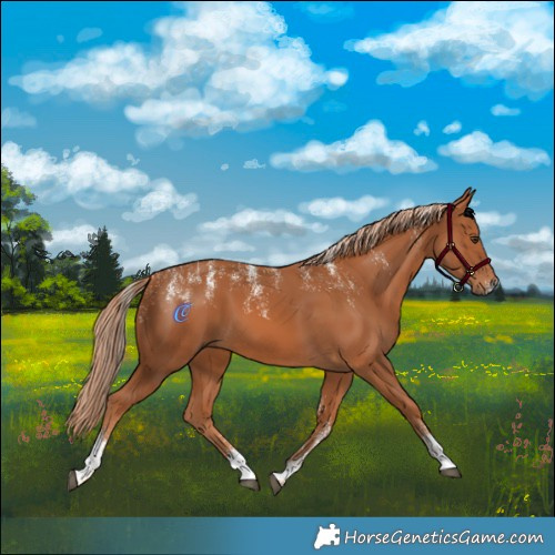 Horse Color:Powder White Chestnut 