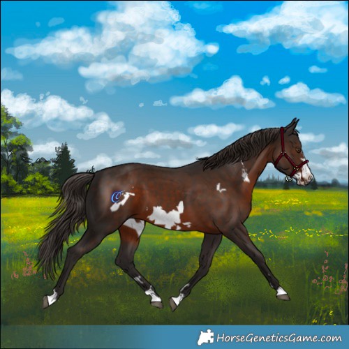 Horse Color:Liver Chestnut Frame