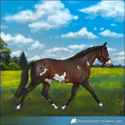Horse Color:Liver Chestnut Frame 