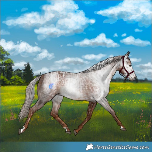 Horse Color:Gray Chestnut  and Gray Chestnut Blanket 