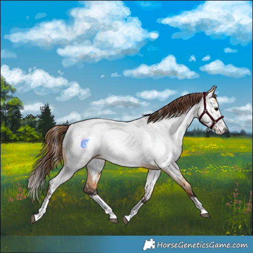 Horse Color:Bay Dun Splash Appaloosa 
