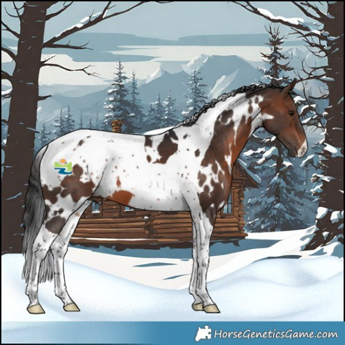 Horse Color:White Spotted Brown Tobiano
