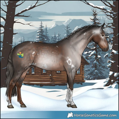 Horse Color:Gray White Spotted Liver Chestnut Tobiano 