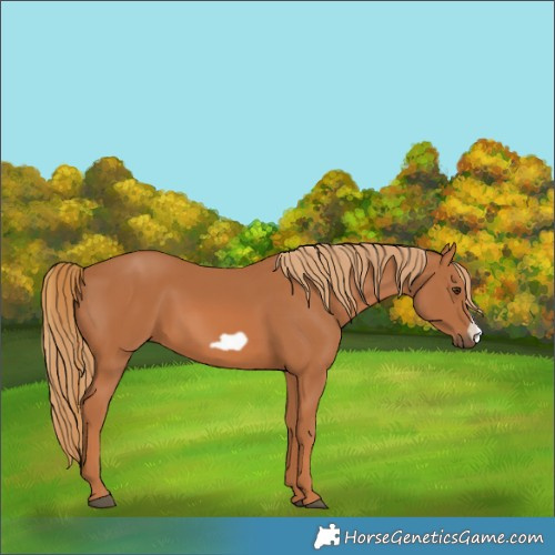 Horse Color:Unknown 
