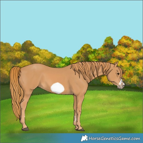 Horse Color:Chestnut Frame 