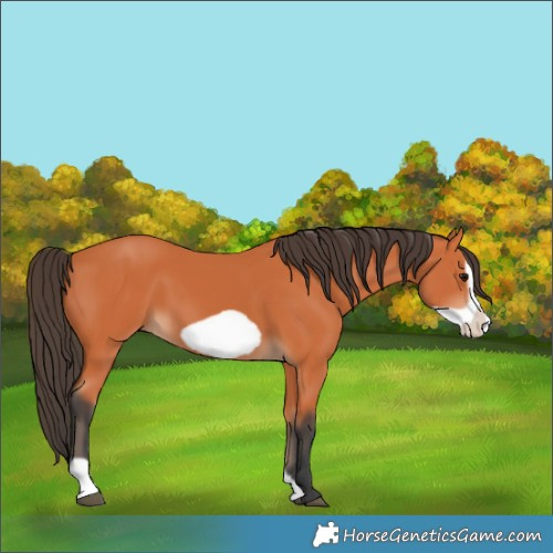 Horse Color:Bay Frame