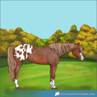 Horse Color:Chestnut Blanket 