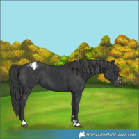 Horse Color:Black Varnish 