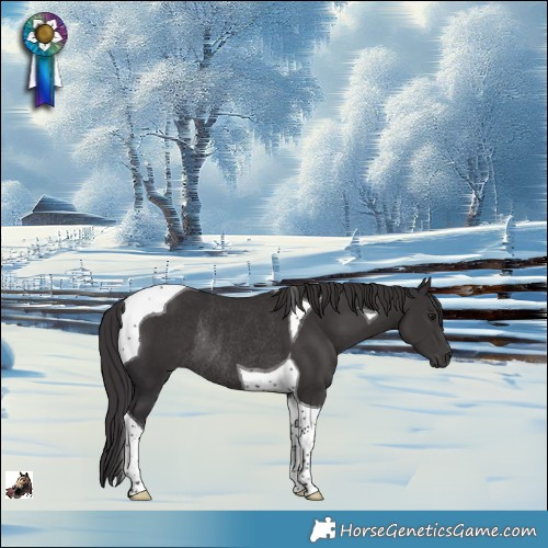 Horse Color:Smoky Black Tobiano Rabicano