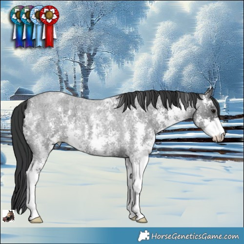 Horse Color:Blue Roan Sabino