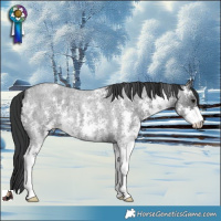 Horse Color:Blue Roan Sabino 