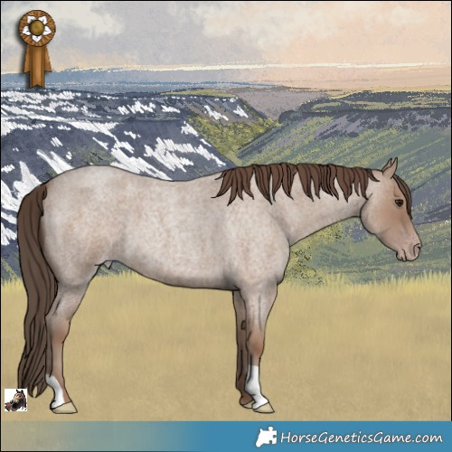 Horse Color:Classic Champagne Roan