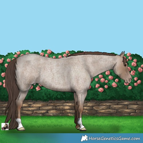 Horse Color:Classic Champagne Roan 