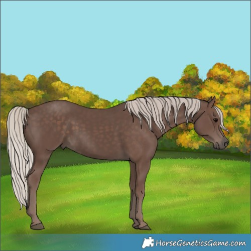 Horse Color:Silver Black 