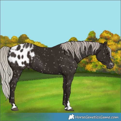 Horse Color:Gray Silver Black Appaloosa