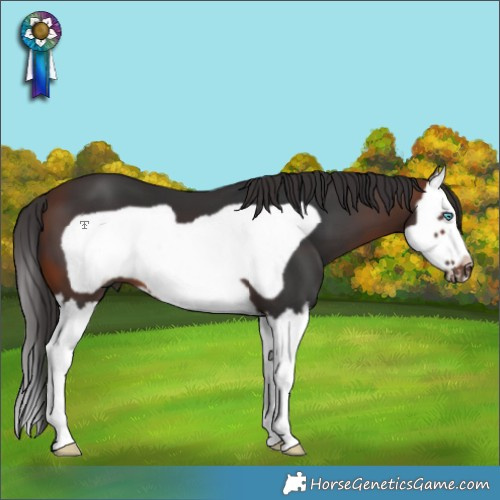 Horse Color:Brown Splash Frame