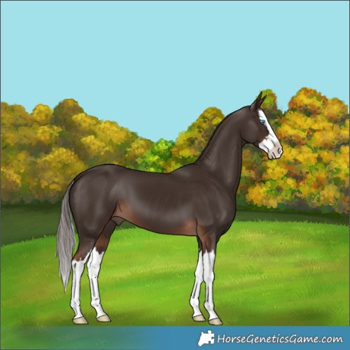 Horse Color:Liver Chestnut Splash 