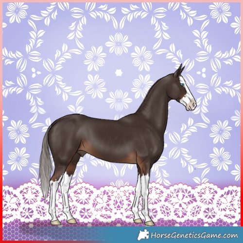 Horse Color:Liver Chestnut Splash 