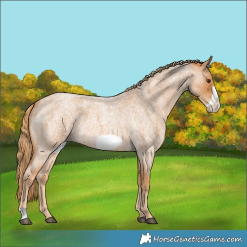 Horse Color:Red Roan Frame