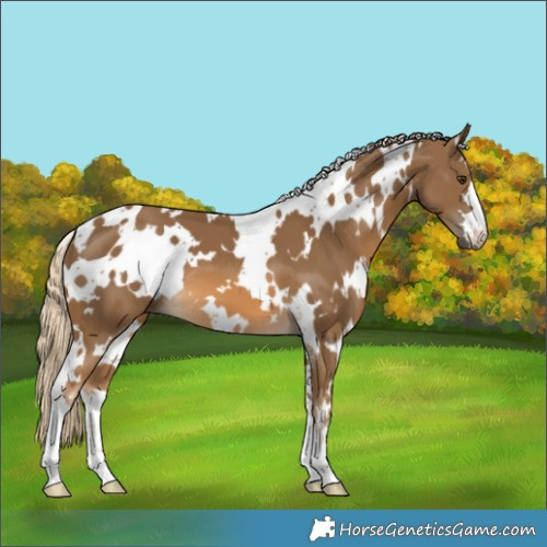 Horse Color:White Spotted Chocolate Palomino