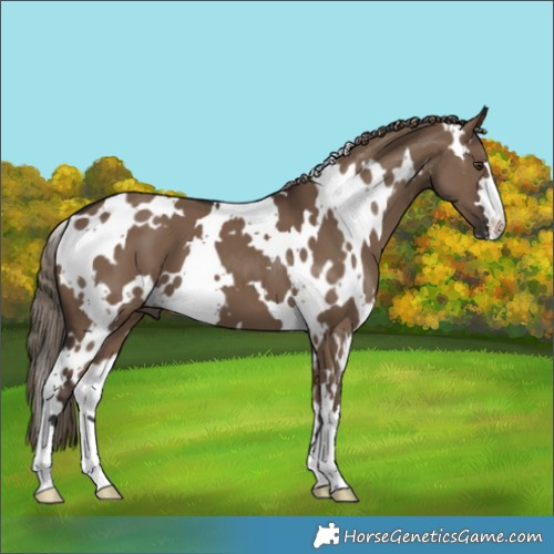 Horse Color:White Spotted Liver Red Dun 
