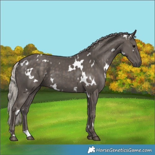 Horse Color:White Spotted Silver Black 