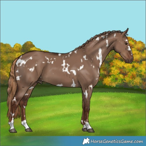 Horse Color:White Spotted Liver Red Dun 
