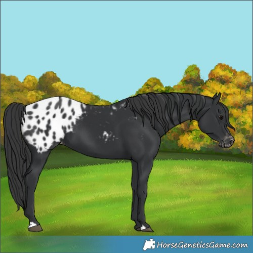 Horse Color:Black Appaloosa 