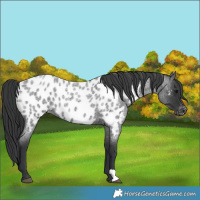 Horse Color:Blue Roan Near Leopard