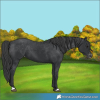 Horse Color:Black Varnish