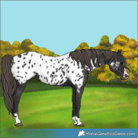 Horse Color:Smoky Black Blanket 
