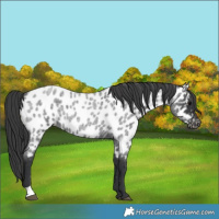 Horse Color:Blue Roan Near Leopard