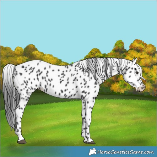 Horse Color:Black Appaloosa 